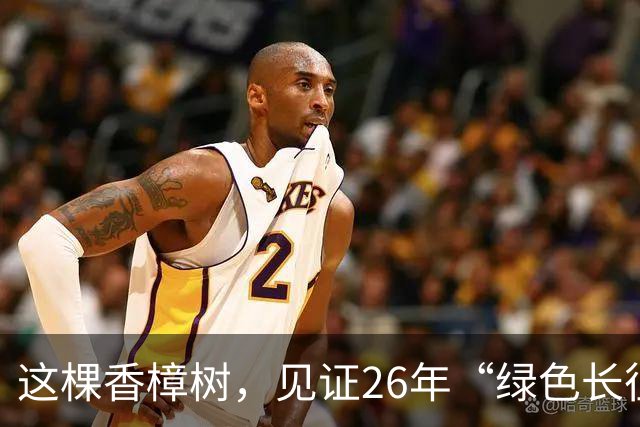 这棵香樟树，见证26年“绿色长征”